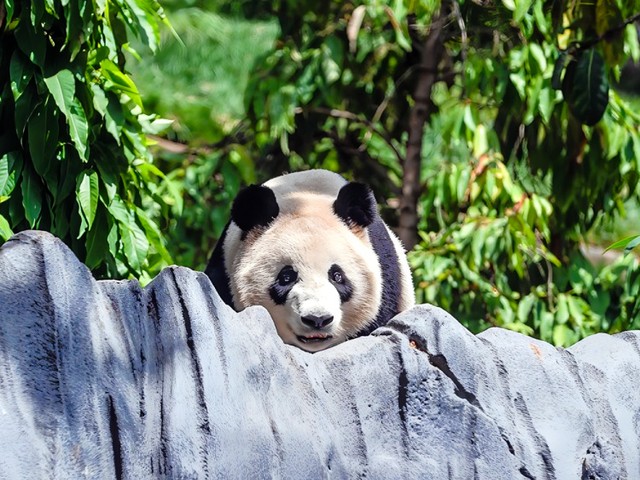 パンダの「極秘契約」に縛られる動物園　情報管理は徹底、中国側の渡航費用は全額負担