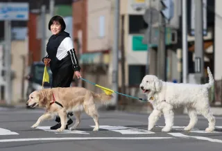 犬に黄色の目印「見守って」　性格や病気療養の事情から接触を避けたい…　十勝管内愛好家ら発信