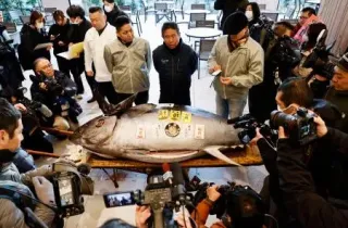 青森県大間産クロマグロに2億円　2番目高値、豊洲市場で初競り