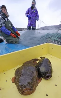 ゴッコ漁、タンカー事故後初の水揚げ　函館・恵山岬沿岸