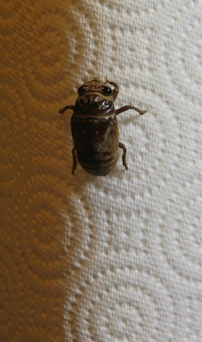 Ecdysis of a cicada