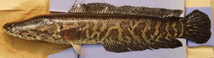 Channa marulius (northern snakehead)