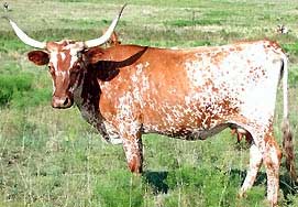 Image illustrative de l’article Texas Longhorn