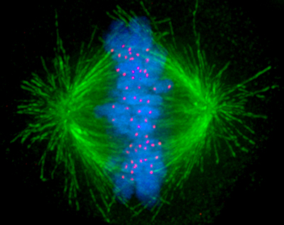 Imatge fluorescent on es poden veure els microtúbuls (verd), els cromosomes (blau), i els cinetocors (punts rosa) durant la prometafase