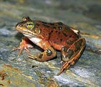 Rana pretiosa