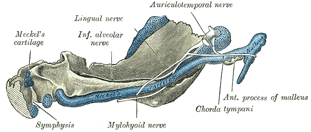 Medial (inner) view