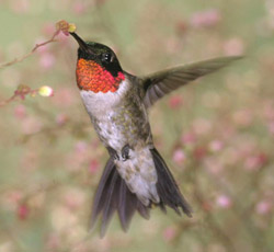 Rubiinikurkkukolibri (Archilochus colubris).