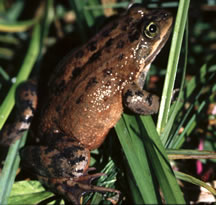 Description de l'image USFWSOregonSpottedFrogPhoto.jpg.