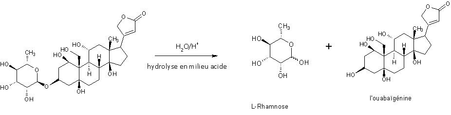 Hydrolyse de l'ouabaïne