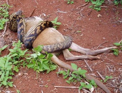 Morelia_kinghorni_swallows_a_small_Macropod