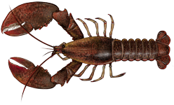 Homarus americanus