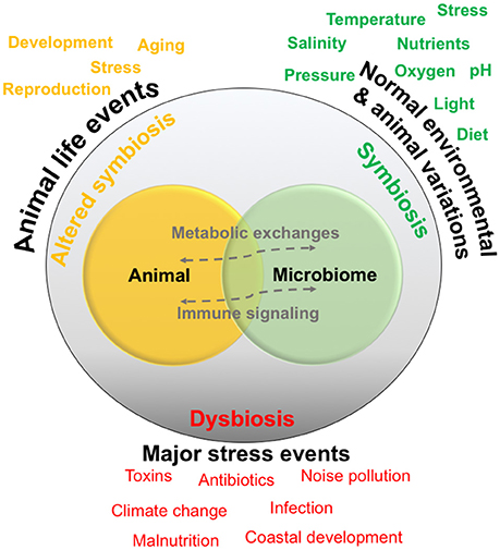 Relationships are generally thought to exist in a symbiotic state, and are normally exposed to environmental and animal-specific factors that may cause natural variations. Some events may change the relationship into a functioning but altered symbiotic state, whereas extreme stress events may cause dysbiosis or a breakdown of the relationship and interactions.[90]