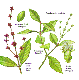 Shamaanikahvikki (Psychotria viridis)