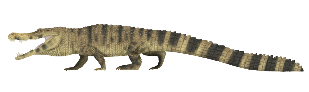 איור של דיינוסוכוס ריוגרנדאנסיס Deinosuchus riograndensis.