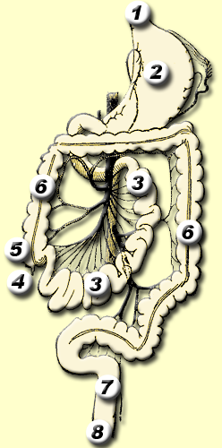 Het maag-darmstelsel bij de mens. 1. slokdarm, 2. maag, 3. dunne darm, 4. appendix, 5. blindedarm, 6. colon ascendens (rechterzij), colon transversum (horizontaal), colon descendens (linkerzij), 7. endeldarm, 8. anus