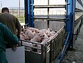 Image 24Pigs being loaded into their transport (from Livestock)