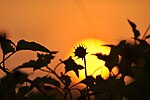 Thumbnail for File:Fort Myers Beach Sunset2.jpg