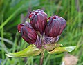 Gentiana purpurea