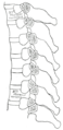 제3~7등뼈의 갈비가로돌기관절(costotransverse joints) 단면