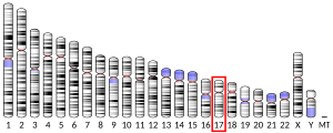 Chromosomate 17 locatum