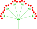 Compound (double) umbel