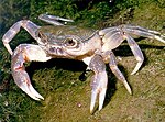 Under water, a stocky grey crab with upturned eyes walks along the bank.