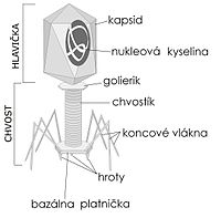 Stavba bakteriofágu