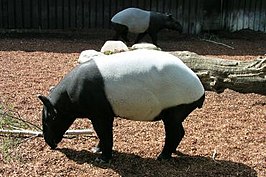 Tapirus