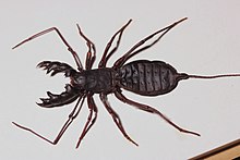 Whip Scorpion body (9672115742).jpg