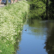 Fluitenkruid langs het water