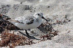 Sanderling (von Ianaré Sévi)