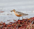 Miniatura para Calidris canutus