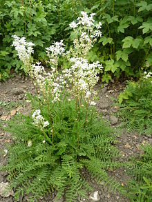 Filipendula vulgaris 'Dropwort' (Rosaceae) plant.JPG