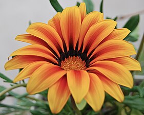 Gazania