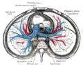 A transverse section of the thorax, showing the contents of the middle and the posterior mediastinum.