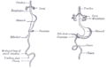 Front view of two successive stages in the development of the digestive tube.