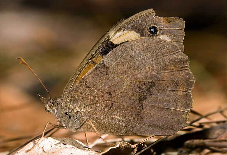 Meadow Argus (Junonia villida)