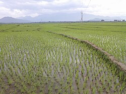 Karthalipalem paddy fields background with Mahendragiri hills