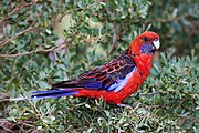 A red parrot with a violet chin with white speckles, navy blue wings with red-tipped feathers, blue-tipped wings, and a blue tail