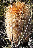 Banksia grossa