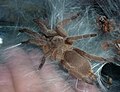 Chilobrachys huahini 7L