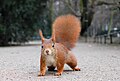 Red Squirrel