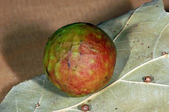 Gallbildning orsakad av gallstekeln Cynips quercusfolii