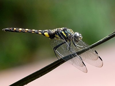 Onychothemis testacea male