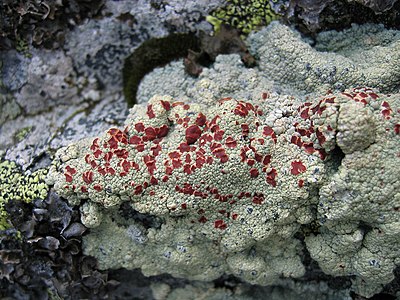 Sangokula likeno Ophioparma ventosa