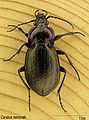 Miškinis puošniažygis (Carabus nemoralis)