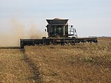 Gleaner A85 harvesting yellow peas