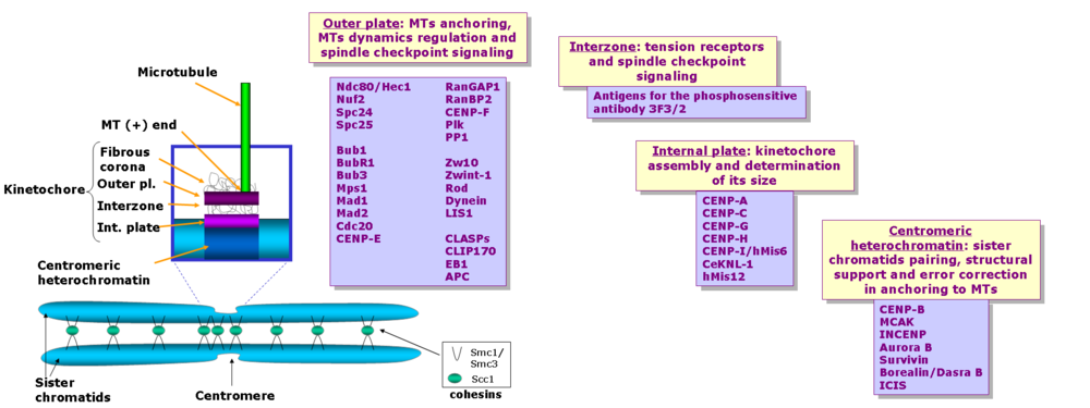 Estructura i components dels cinetocors de vertebrats, segons Maiato et al. (2004)[5]