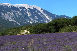 Een typisch Provençaals lavendelveld met de Mont Ventoux op de achtergrond