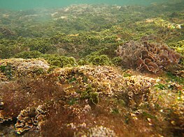 Berbagai macam alga tumbuh di dasar laut di air dangkal